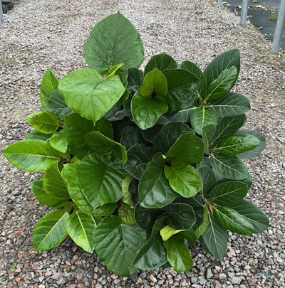 Assorted Ficus